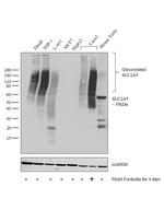 SLC2A5 Antibody in Western Blot (WB)