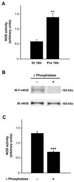 Phospho-nNOS (Ser1417) Antibody in Western Blot (WB)