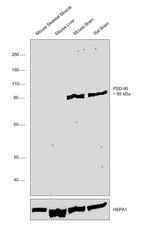 PSD-95 Antibody in Western Blot (WB)