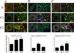 SAP97 Antibody in Immunocytochemistry (ICC/IF)