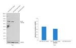 PSD-95 Antibody in Western Blot (WB)