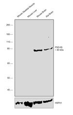 PSD-95 Antibody