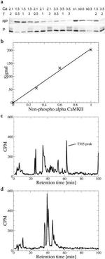 Phospho-CaMKII alpha (Thr286) Antibody in Western Blot (WB)