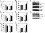 SERCA2 ATPase Antibody in Western Blot (WB)