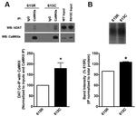 CaMKII alpha Antibody in Western Blot, Immunoprecipitation (WB, IP)