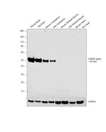 CaMKII alpha Antibody