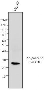 Adiponectin Antibody in Western Blot (WB)