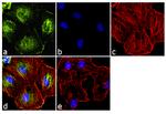 Cytohesin 1 Antibody in Immunocytochemistry (ICC/IF)