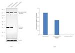 Cytohesin 1 Antibody in Western Blot (WB)