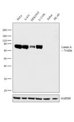 Lamin A Antibody