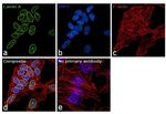 Lamin A Antibody in Immunocytochemistry (ICC/IF)