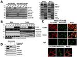 Lamin B1 Antibody in Western Blot (WB)