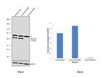 Lamin B2 Antibody in Western Blot (WB)