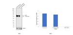 Cytokeratin 8 Antibody in Western Blot (WB)