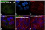 Cytokeratin 17 Antibody