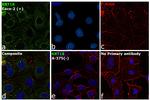 Cytokeratin 18 Antibody in Immunocytochemistry (ICC/IF)