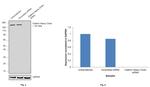 Clathrin Heavy Chain Antibody