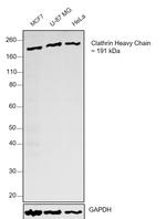 Clathrin Heavy Chain Antibody in Western Blot (WB)