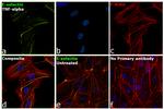 E-selectin Antibody in Immunocytochemistry (ICC/IF)