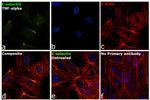 E-selectin Antibody in Immunocytochemistry (ICC/IF)