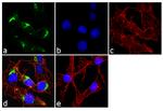 IGF2R Antibody in Immunocytochemistry (ICC/IF)