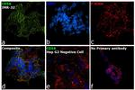 CD56 Antibody in Immunocytochemistry (ICC/IF)