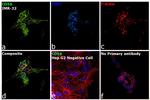 CD56 Antibody in Immunocytochemistry (ICC/IF)