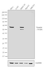 Vimentin Antibody in Western Blot (WB)