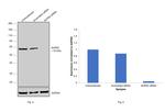 NUP62 Antibody in Western Blot (WB)