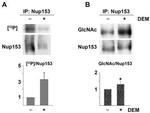 O-linked N-acetylglucosamine (O-GlcNAc) Antibody in Western Blot (WB)