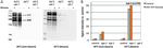 O-linked N-acetylglucosamine (O-GlcNAc) Antibody in Western Blot (WB)