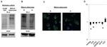 O-linked N-acetylglucosamine (O-GlcNAc) Antibody in Western Blot, Immunocytochemistry (WB, ICC/IF)