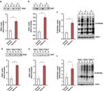 O-linked N-acetylglucosamine (O-GlcNAc) Antibody in Western Blot (WB)