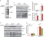 O-linked N-acetylglucosamine (O-GlcNAc) Antibody in Western Blot (WB)