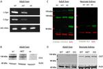 O-linked N-acetylglucosamine (O-GlcNAc) Antibody in Western Blot (WB)