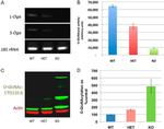 O-linked N-acetylglucosamine (O-GlcNAc) Antibody in Western Blot (WB)