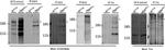 O-linked N-acetylglucosamine (O-GlcNAc) Antibody in Western Blot (WB)