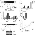 Hepatitis B Virus X Antibody in ChIP Assay (ChIP)