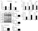 CREB Antibody in Western Blot (WB)