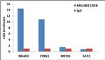 CREB Antibody