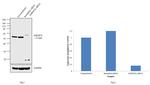 hnRNP K Antibody in Western Blot (WB)