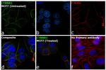 beta Catenin Antibody in Immunocytochemistry (ICC/IF)