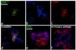 CD20 Antibody in Immunocytochemistry (ICC/IF)