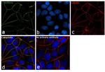 E-cadherin Antibody in Immunocytochemistry (ICC/IF)