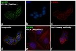 EpCAM Antibody in Immunocytochemistry (ICC/IF)