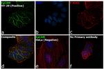 EpCAM Antibody in Immunocytochemistry (ICC/IF)