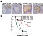 CD44 Antibody in Immunohistochemistry (IHC)