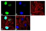 OCT4 Antibody in Immunocytochemistry (ICC/IF)