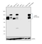 SHIP1 Antibody in Western Blot (WB)