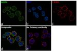 SHIP1 Antibody in Immunocytochemistry (ICC/IF)